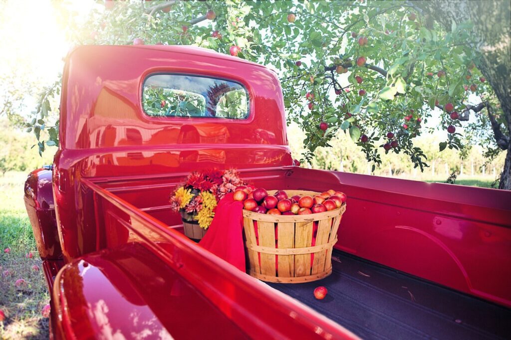 vintage red truck apple orchard 4579557