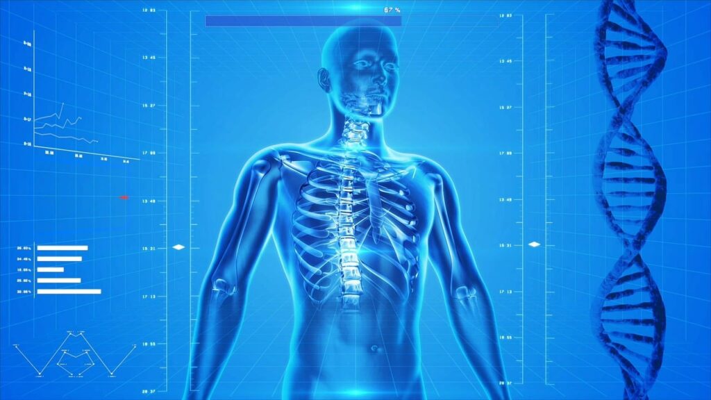 human skeleton human body anatomy 163715