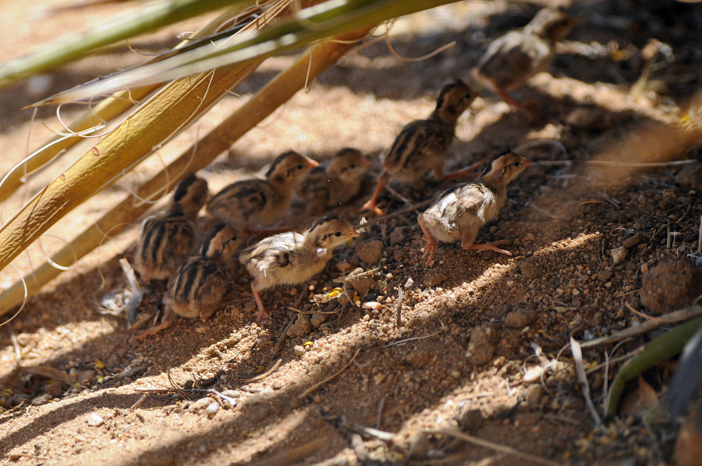 Gambel's quail chicks