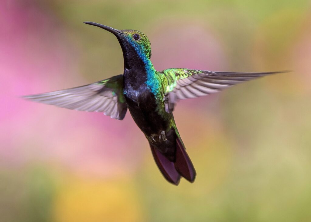 hummingbird bird flight avian 1854225